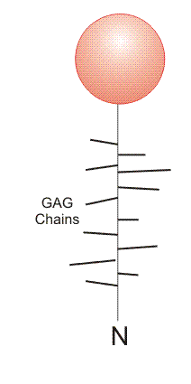 Group XIV domain organization